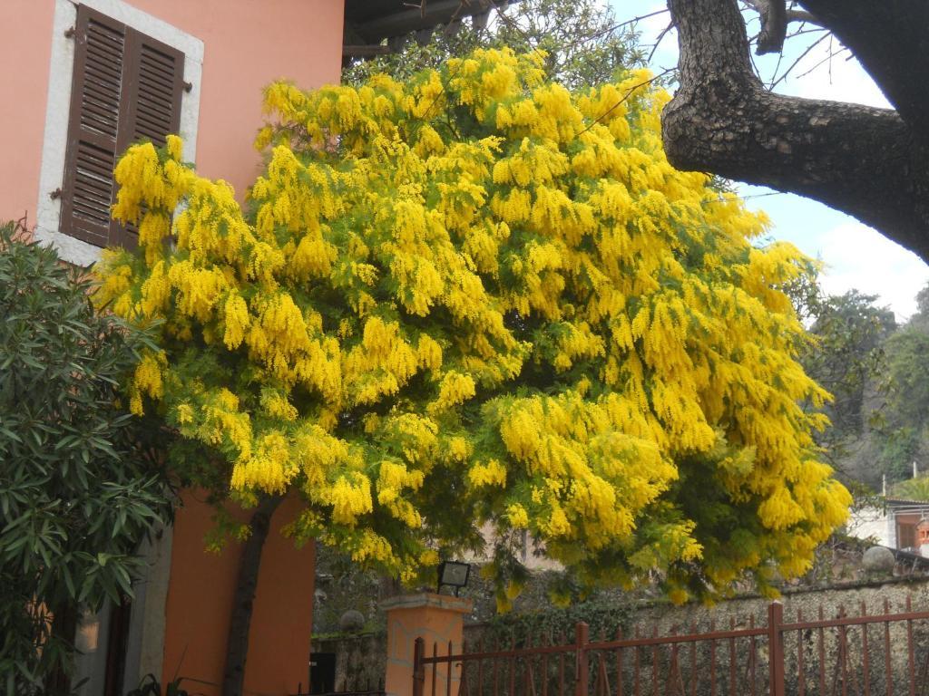 Albergo Giardino Toscolano Maderno Exteriér fotografie